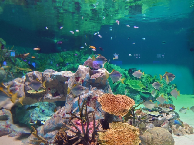 浅虫水族館