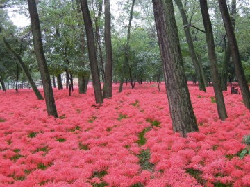  巾着田　曼珠沙華の里