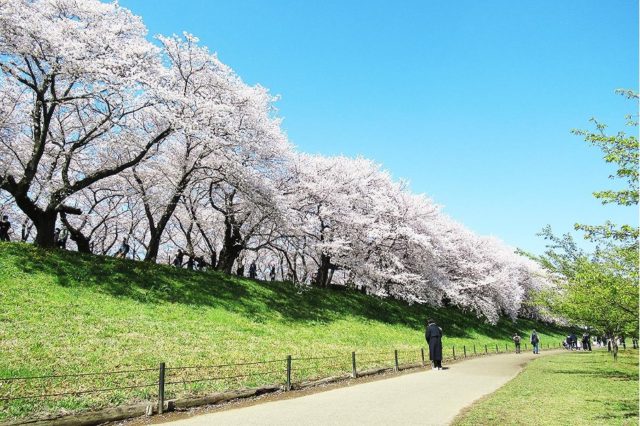 県営権現堂公園